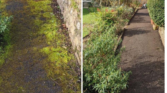Westermann WR870 with Honda petrol powered moss brush or EGO battery power – chemical free, waterless solution for clearing moss, light weeds, and debris from driveways, patios, block paving, concrete and tarmac. Supplied in Northern Ireland by Aaron McFarland Machinery.
